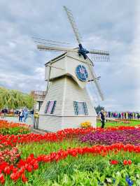 Tulip Town 