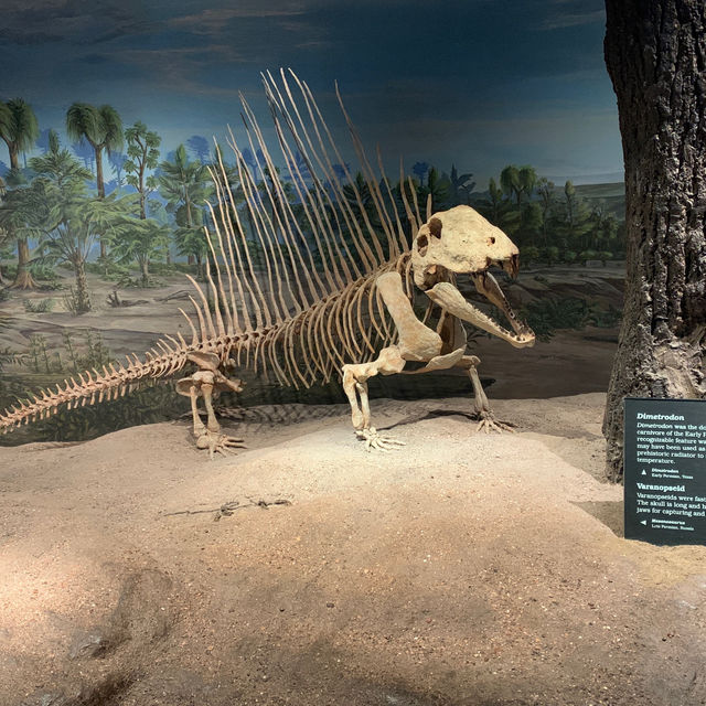 【アルバータ】ドラムヘラー！恐竜好きにおすすめ🦕