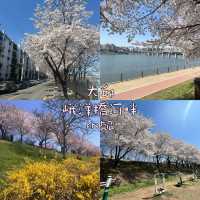 【大邱峨洋橋河畔】漫步櫻花隧道中🌸