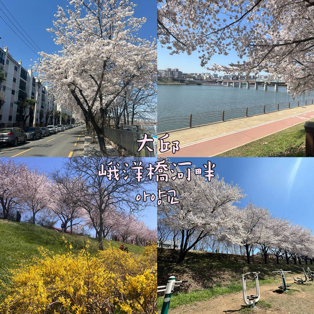 【大邱峨洋橋河畔】漫步櫻花隧道中🌸
