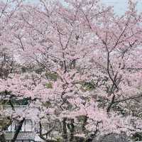 🌸ชมซากุระที่ถนนซากุระSugi no baba