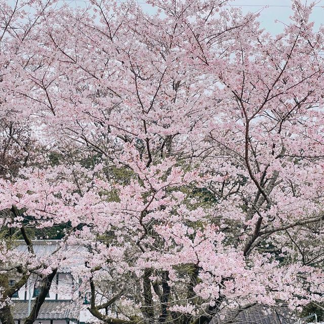 🌸ชมซากุระที่ถนนซากุระSugi no baba