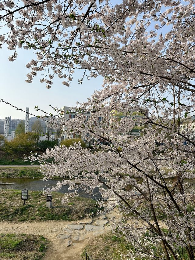 사람 적고👍 벚꽃 많은🌸 안양천