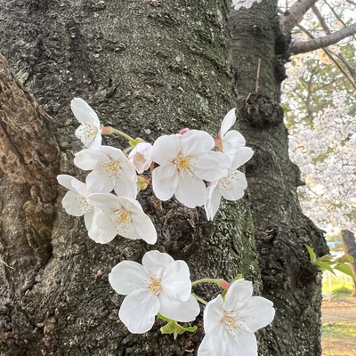 shinshin room❤️　0628 room.png