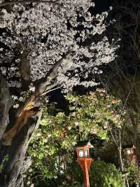 【京都お花見スポット】祇園白川