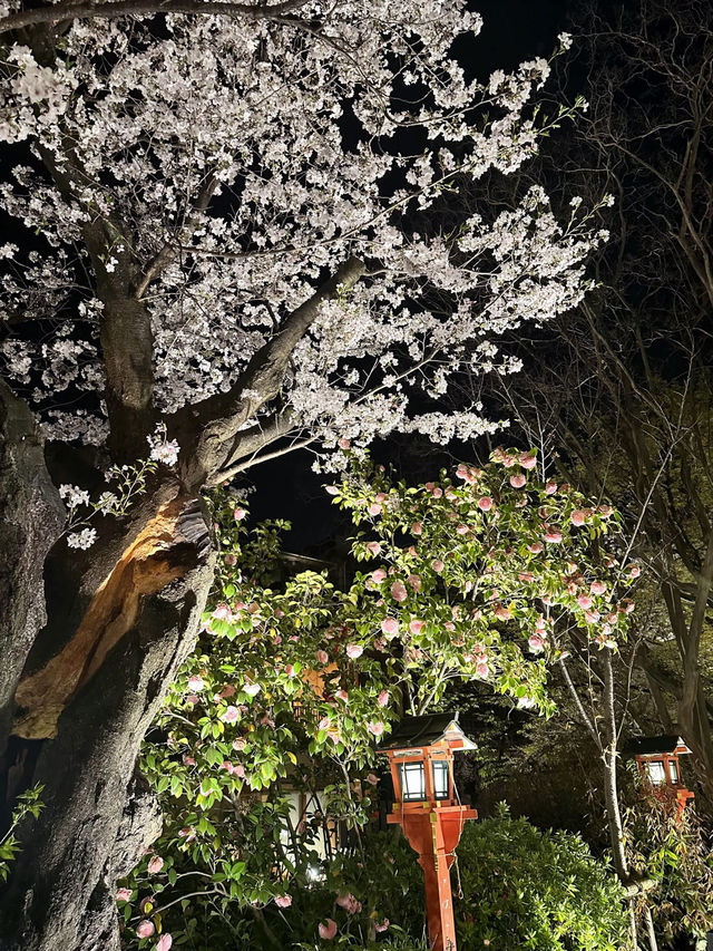 【京都お花見スポット】祇園白川