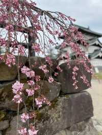 🌸弘前公園：春季賞櫻，美不勝收🌸