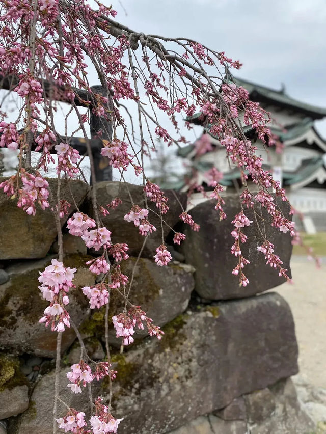 🌸弘前公園：春季賞櫻，美不勝收🌸