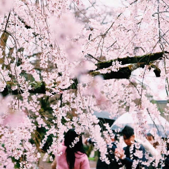 🌸【京都御苑】春日賞花，感受古城氣息🌸