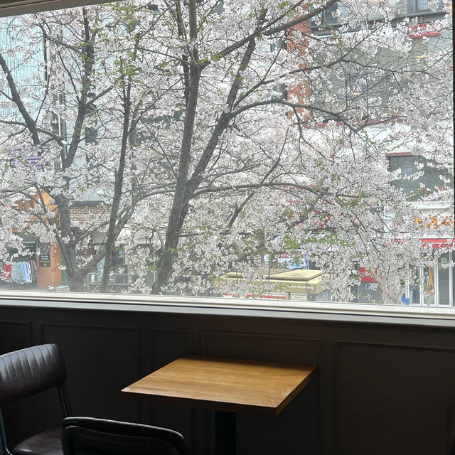 신촌 벚꽃길 방문 후기 🌸