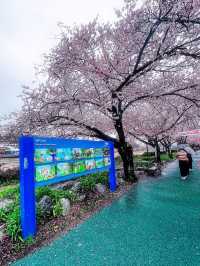 韓国🇰🇷地方への旅🚌全羅北道・南原市🌸見応えある🌸桜並木