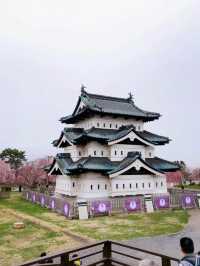 弘前公園裡的櫻花戀歌
