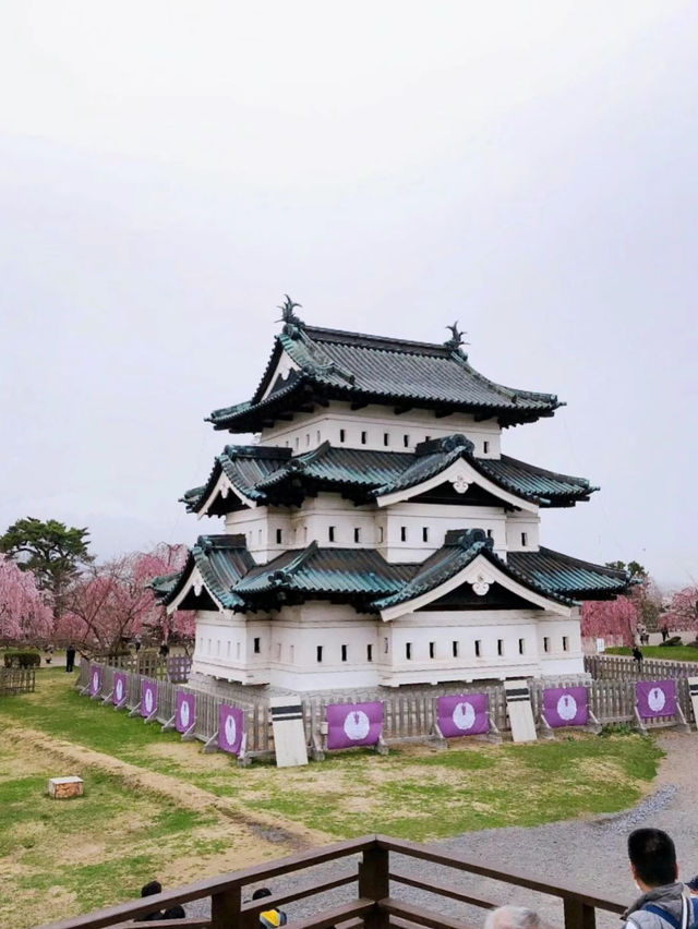 弘前公園裡的櫻花戀歌