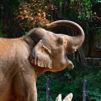 【東京景點】上野動物園：珍稀動物天堂
