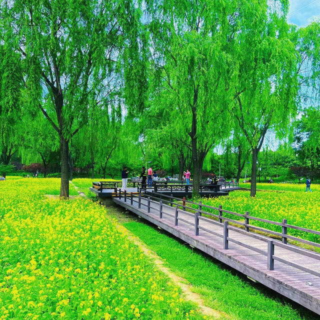 區星願公園：花海景色