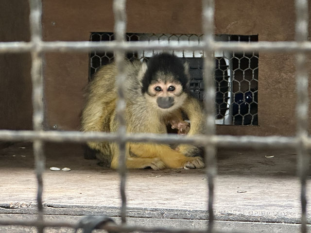 【福岡】🌴九州自然動物園：小動物摸摸樂，親子好去處！