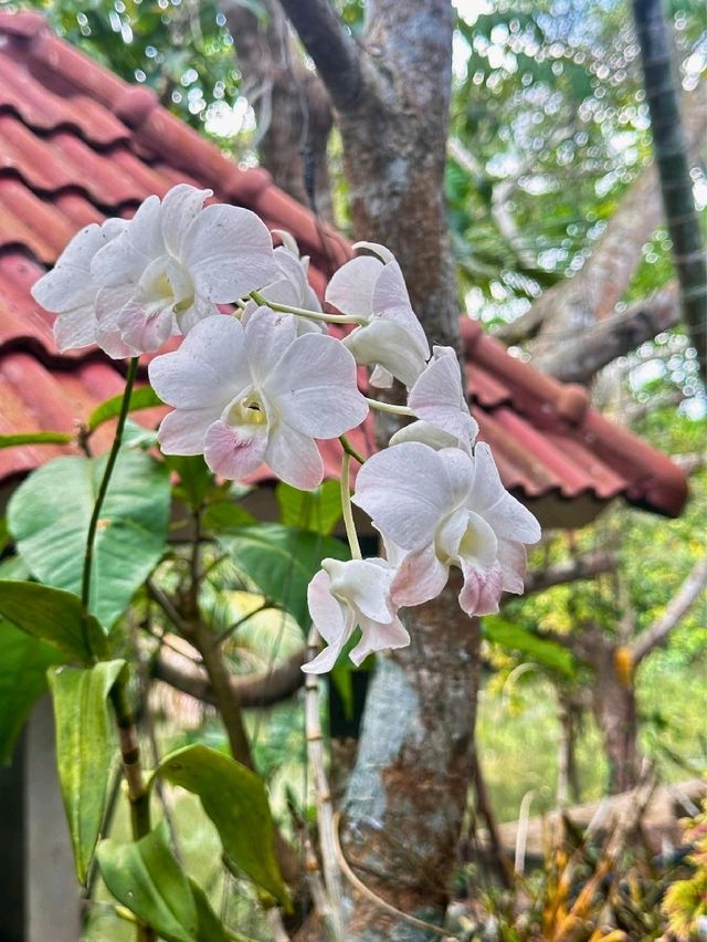 อาหารใต้รสจัดจ้าน ร้านชมบาง