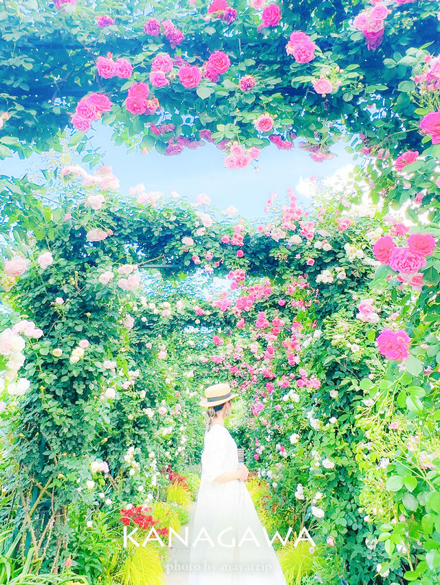  【神奈川】港の見える丘公園のつるばらアーチ