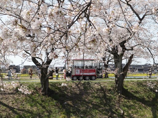 奏でましょう🎵春の四重奏