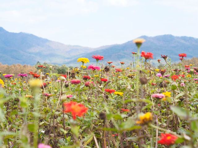 秋の山中湖　黄花コスモス