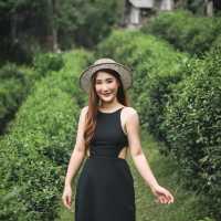 เที่ยวไร่ชาลุงเดช 