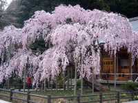 太平山櫻花祭