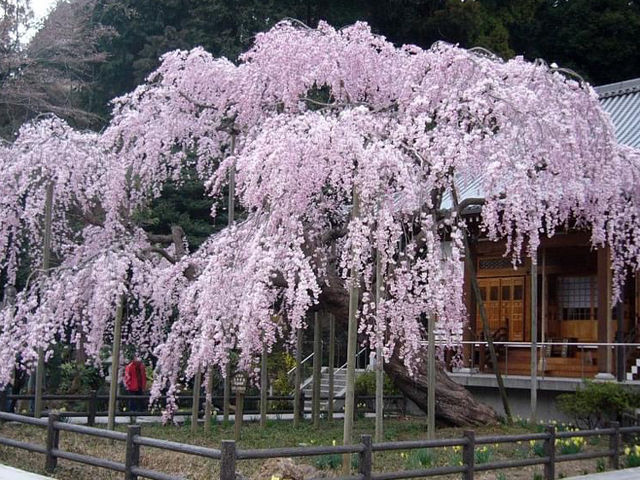 太平山櫻花祭