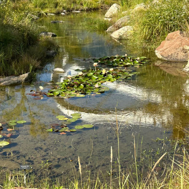 Miro Park：花園中的自然之美