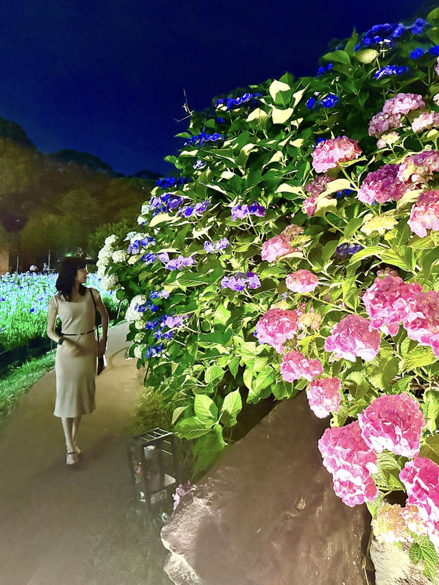 〜神奈川県〜あじさいライトアップ絶景すぎる小田原城 2024/6/1〜6/16まで！ 小