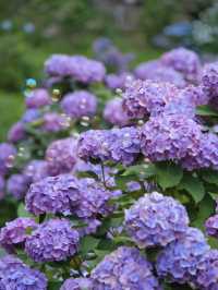 中部地方最大規模の紫陽花スポット‼️夜のライトアップもホタルも楽しめる😍