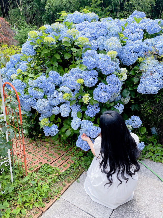 💙파란 수국이 한가득한 이곳 앵지밭골 그집 카페입니다💜