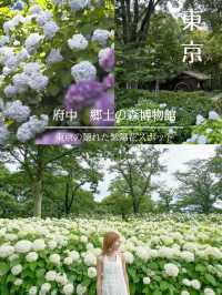 ここほんとに東京？！一万株のアジサイが咲き誇る府中郷土の森博物館