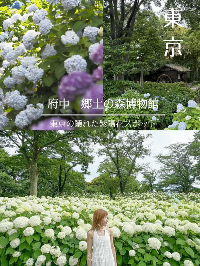 ここほんとに東京？！一万株のアジサイが咲き誇る府中郷土の森博物館