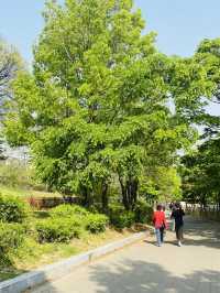 🇰🇷 A Touching History Behind the Greenery HYOCHANG PARK in Seoul