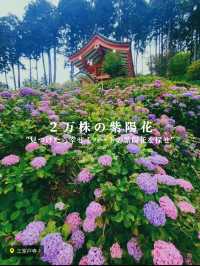 【京都/人気スポット】２万株の紫陽花！ハートの紫陽花❤️を探せ！京都、1.2を荒らそう激混みスポット