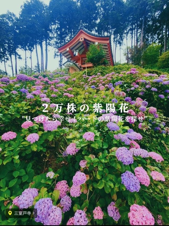 【京都/人気スポット】２万株の紫陽花！ハートの紫陽花❤️を探せ！京都、1.2を荒らそう激混みスポット