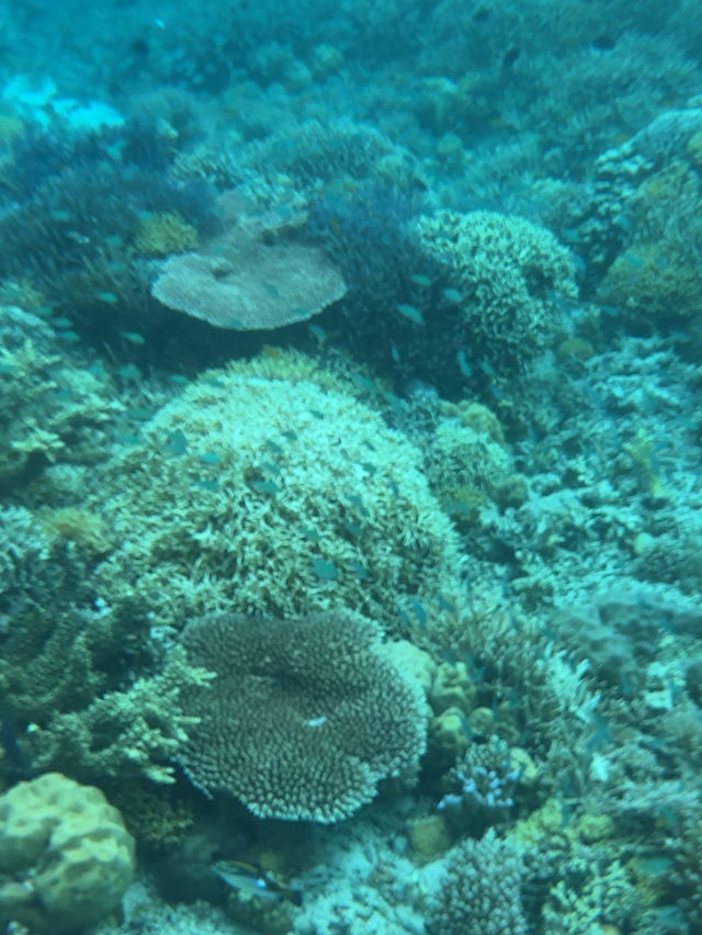 馬來西亞🇲🇾仙本那｜在果凍海拍照浮潛跳島遊