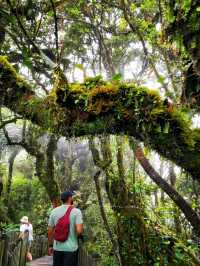 Enchanting Nature Preserve in Cameron Highland