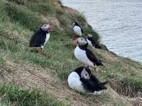 「冰島東博爾加峽灣」超近距離觀賞Puffin