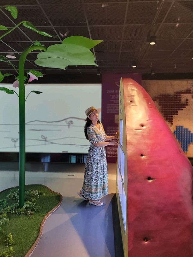 영도에 생긴 조내기 고구마 기념관🍠