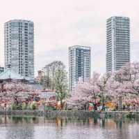 Tokyo Unveiled: Where Tradition Meets Innovation