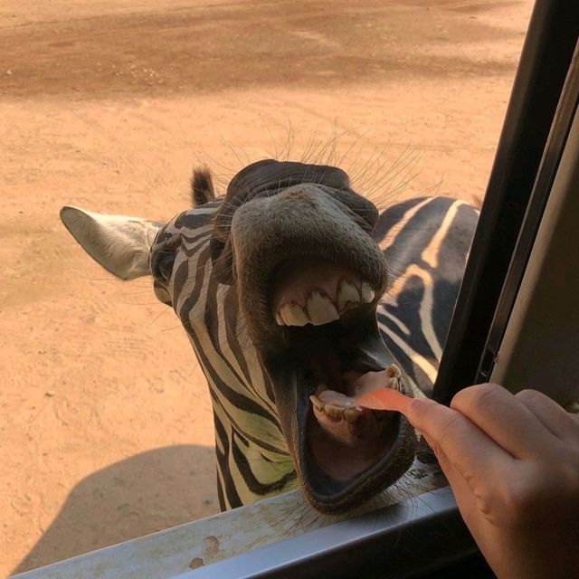 泰國目前最有人氣，最多人詢問的野生動物園