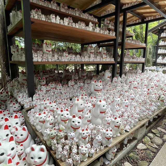 東京另類探貓行程 - 招財貓神社 「豪德寺」