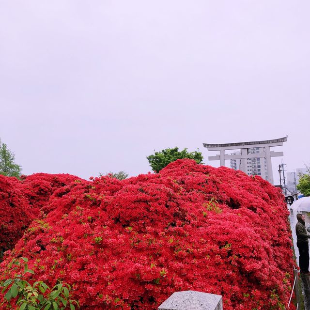 【🇯🇵京都】もこもこツツジが凄い🌺