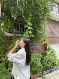 서울 서촌의 여름 ‘능소화’ 포토스팟 추천 🌺