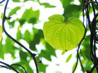 บ้านคีรีวง นครศรีธรรมราช