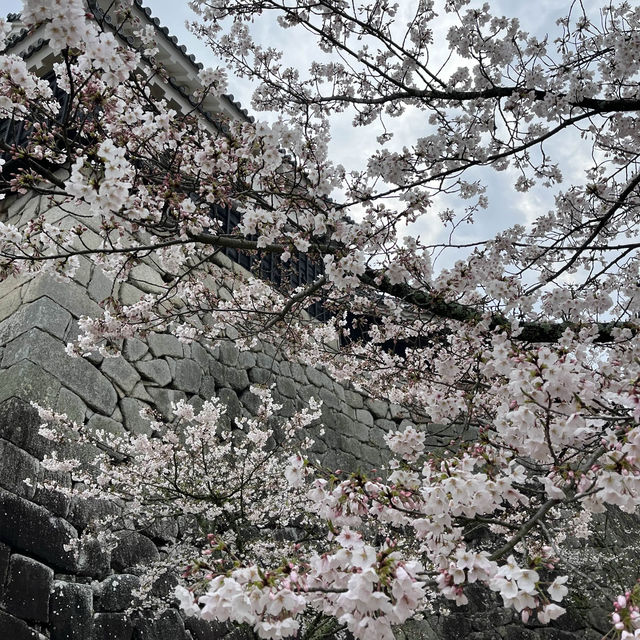 역시 일본은 벚꽃!