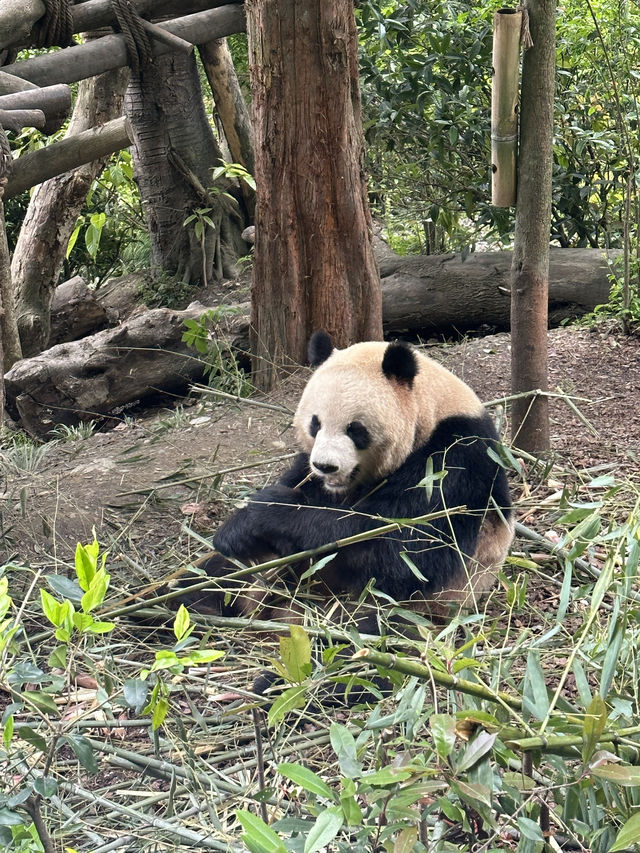 A must in Chengdu!  Chengdu main’s attractions! 🐼 Giant Panda Base 