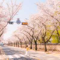 올 봄, 경주를 가야 하는 이유🌸