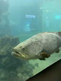 สถานแสดงพันธุ์สัตว์น้ำ ภูเก็ต (Phuket Aquarium )